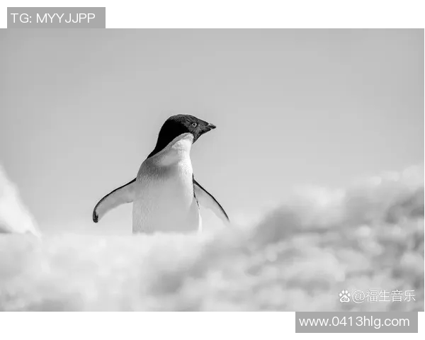 企鹅与星队的激烈对决谁能在冰场上笑到最后